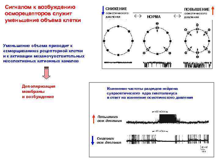 Сигналом к возбуждению осморецепторов служит уменьшение объема клетки СНИЖЕНИЕ осмотического давления ПОВЫШЕНИЕ НОРМА осмотического