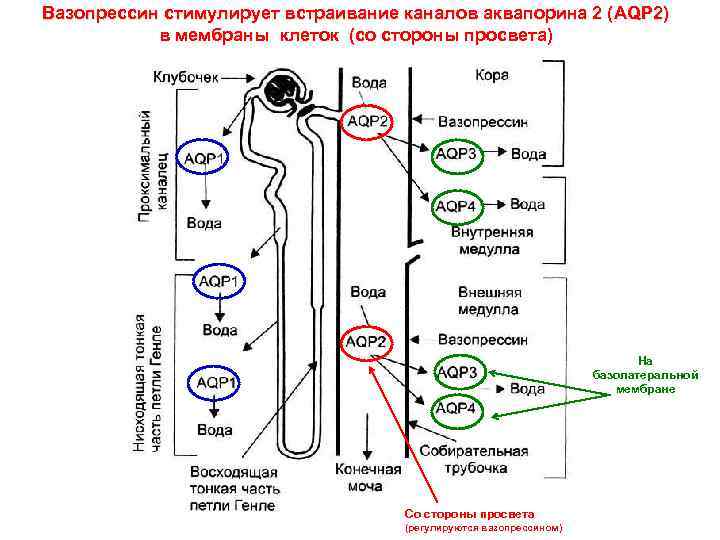 Вазопрессин стимулирует встраивание каналов аквапорина 2 (AQP 2) в мембраны клеток (со стороны просвета)