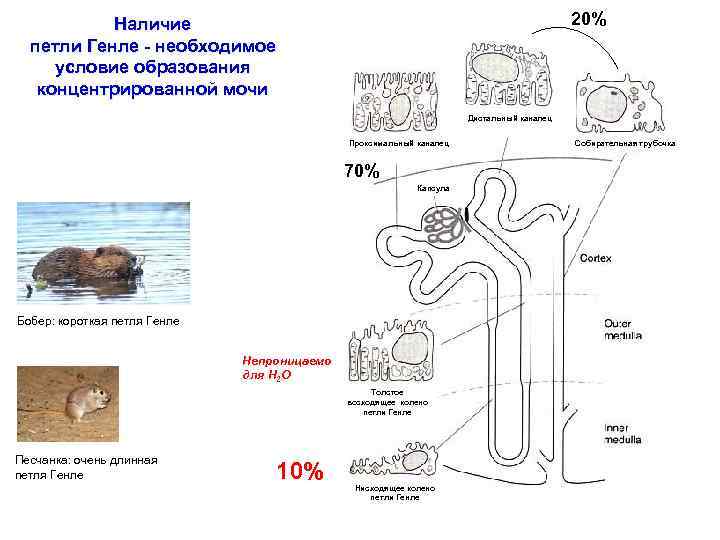 20% Наличие петли Генле - необходимое условие образования концентрированной мочи Дистальный каналец Проксимальный каналец