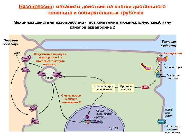 Вазопрессин: механизм действия на клетки дистального канальца и собирательных трубочек Механизм действия вазопрессина -