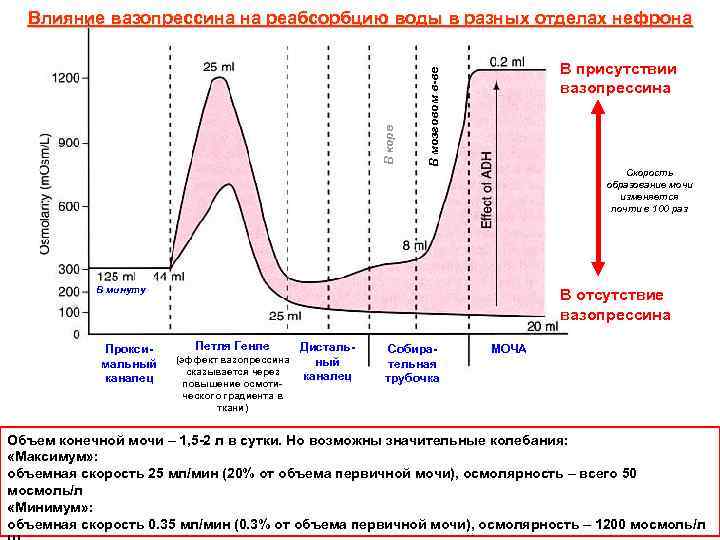 В присутствии вазопрессина В мозговом в-ве В коре Влияние вазопрессина на реабсорбцию воды в