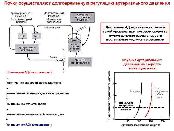 Почки осуществляют долговременную регуляцию артериального давления Длительно АД может иметь только такой уровень, при