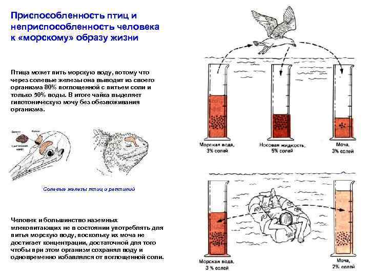 Приспособленность птиц и неприспособленность человека к «морскому» образу жизни Птица может пить морскую воду,