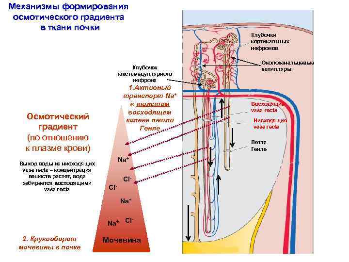 Механизмы формирования осмотического градиента в ткани почки Клубочек юкстамедуллярного нефрона 1. Активный транспорт Na+