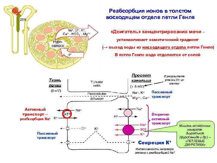 Реабсорбция ионов в толстом восходящем отделе петли Генле «Двигатель» концентрирования мочи – устанавливает осмотический