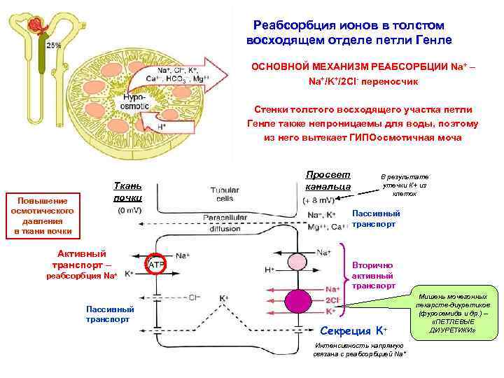 Реабсорбция ионов в толстом восходящем отделе петли Генле ОСНОВНОЙ МЕХАНИЗМ РЕАБСОРБЦИИ Na+ – Na+/K+/2