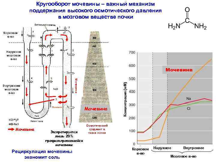 Кругооборот мочевины – важный механизм поддержания высокого осмотического давления в мозговом веществе почки Корковое