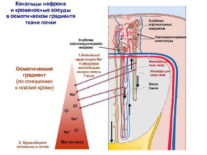 Канальцы нефрона и кровеносные сосуды в осмотическом градиенте ткани почки Клубочек юкстамедуллярного нефрона 1.