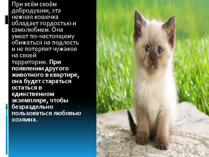  При всём своём добродушии, эта нежная кошечка обладает гордостью и самолюбием. Она умеет