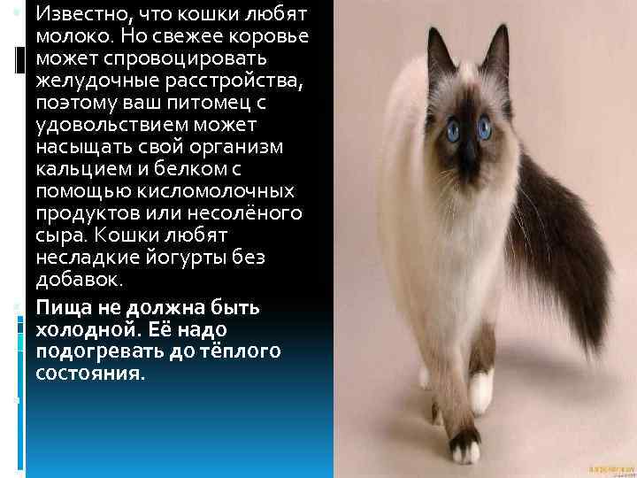  Известно, что кошки любят молоко. Но свежее коровье может спровоцировать желудочные расстройства, поэтому