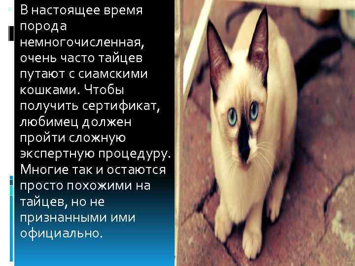  В настоящее время порода немногочисленная, очень часто тайцев путают с сиамскими кошками. Чтобы