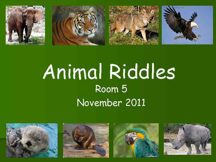 Animal Riddles Room 5 November 2011 
