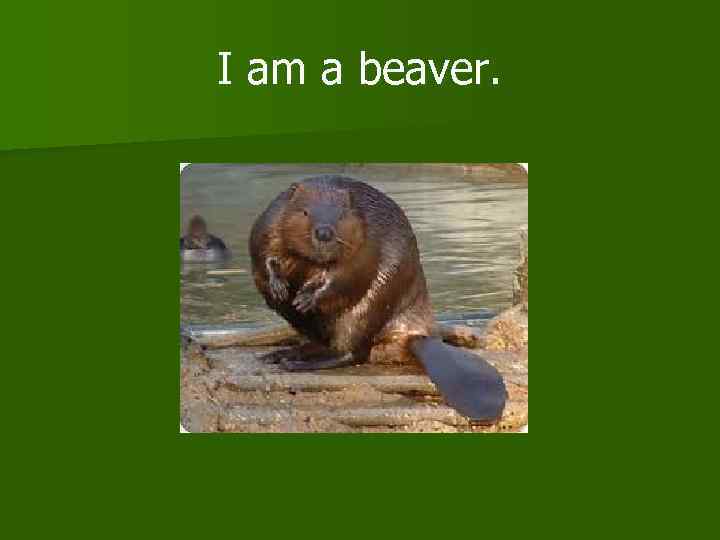 I am a beaver. 