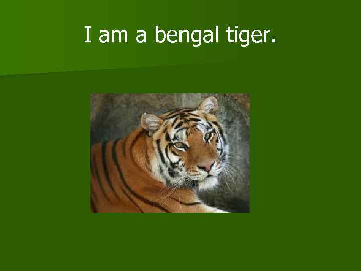 I am a bengal tiger. 