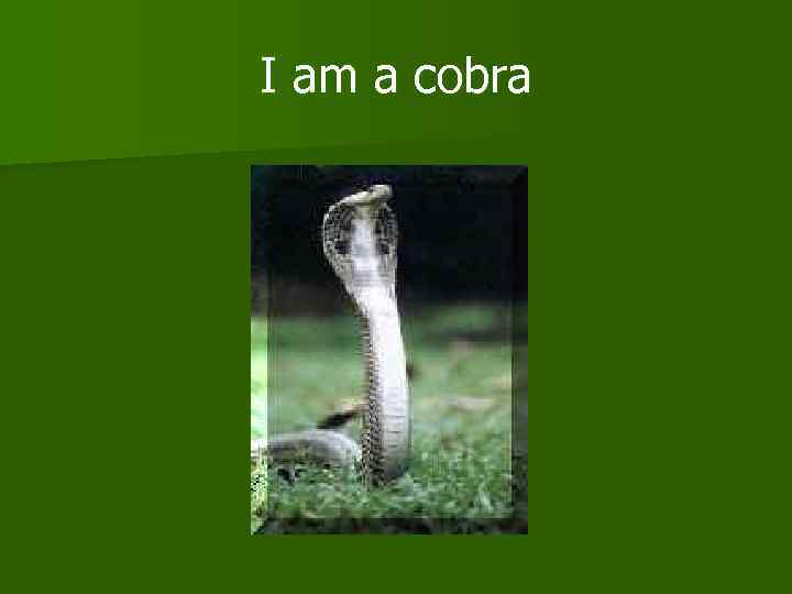 I am a cobra 