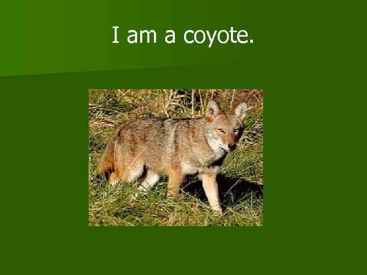 I am a coyote. 