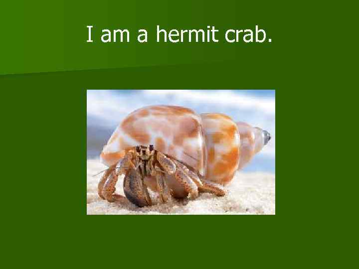 I am a hermit crab. 