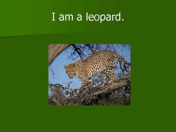 I am a leopard. 
