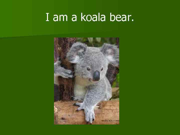 I am a koala bear. 