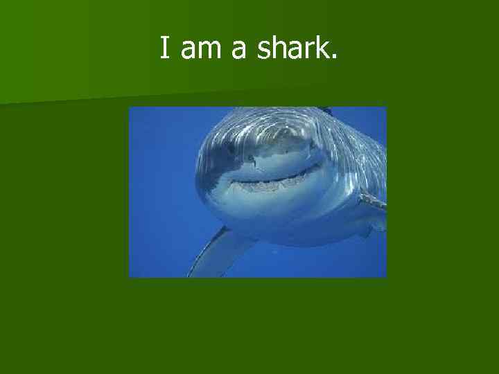 I am a shark. 