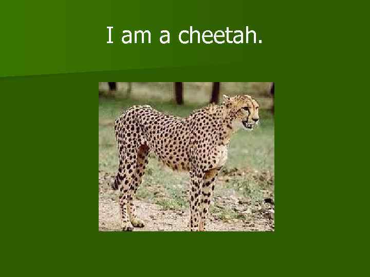 I am a cheetah. 