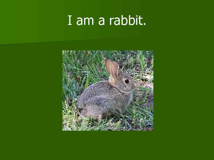 I am a rabbit. 