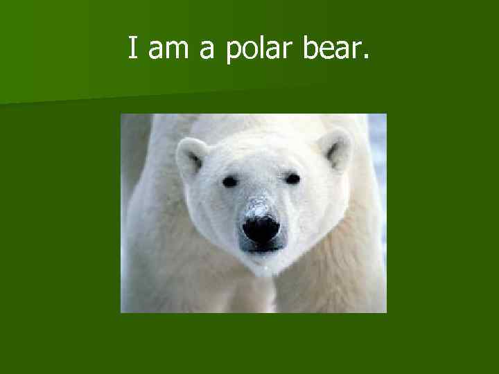 I am a polar bear. 