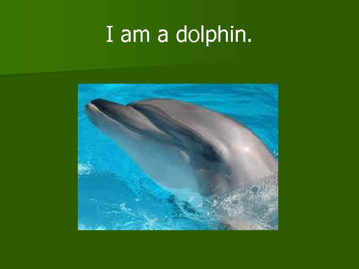 I am a dolphin. 