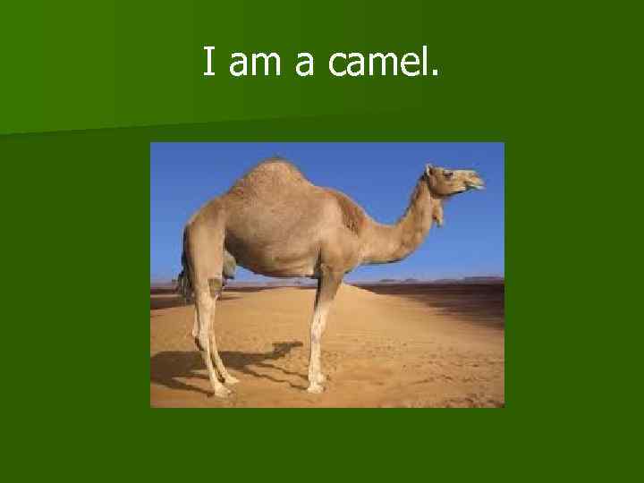 I am a camel. 