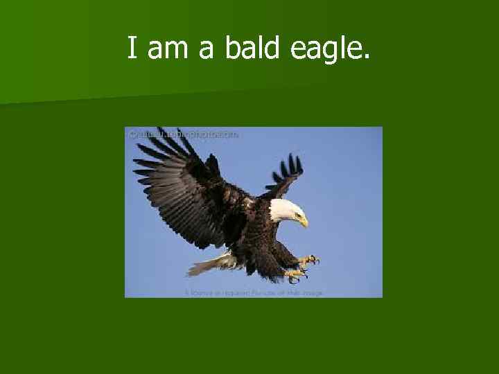 I am a bald eagle. 