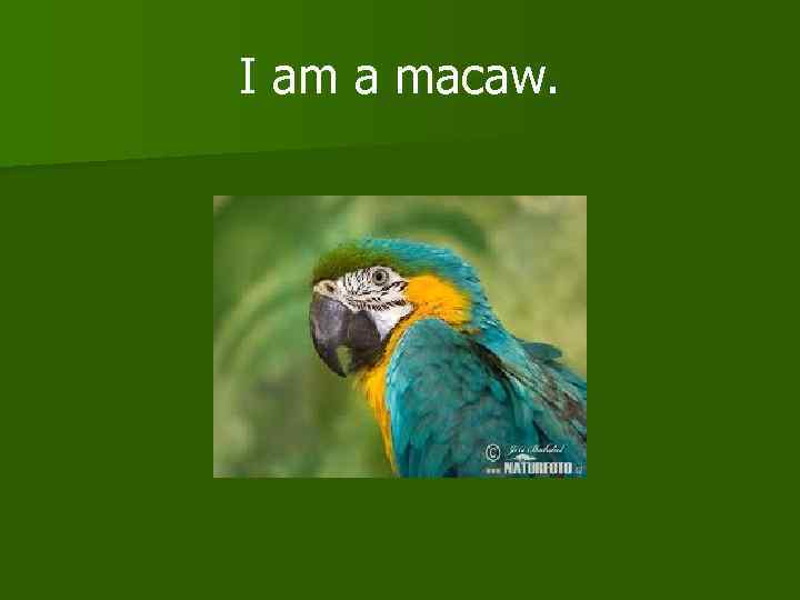 I am a macaw. 