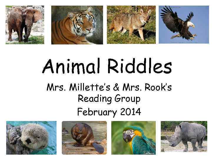 Animal Riddles Mrs. Millette’s & Mrs. Rook’s Reading Group February 2014 