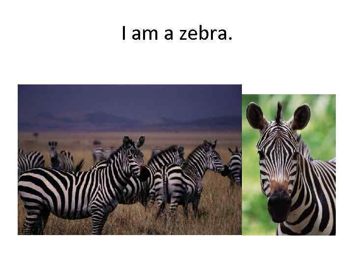I am a zebra. 