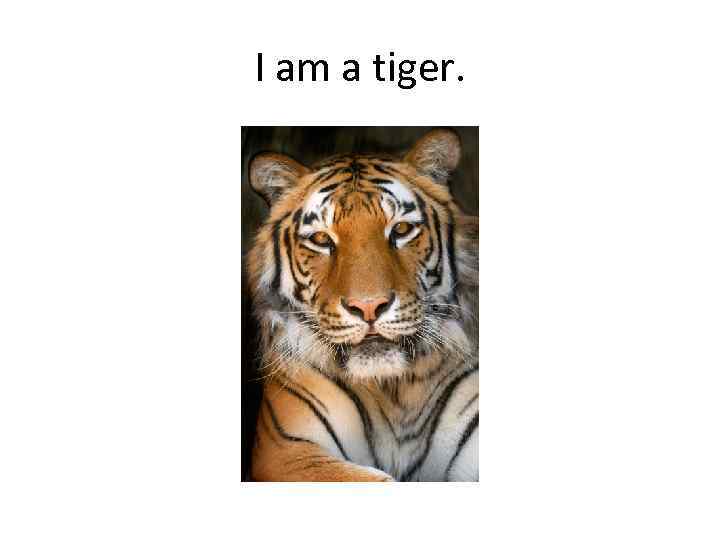 I am a tiger. 