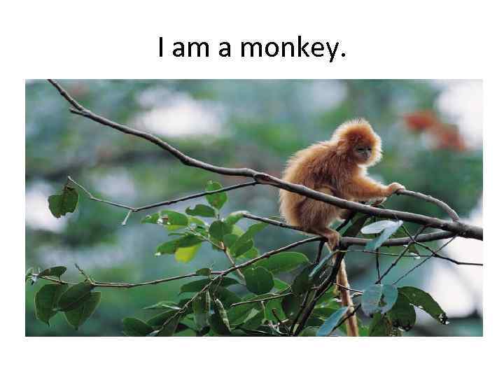 I am a monkey. 