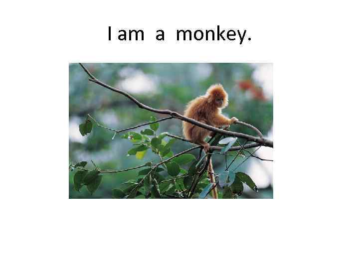 I am a monkey. 