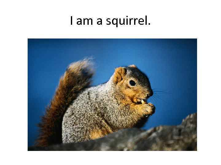 I am a squirrel. 
