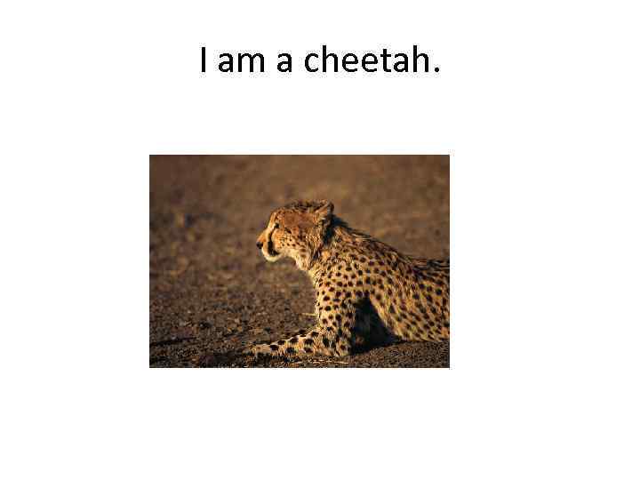 I am a cheetah. 