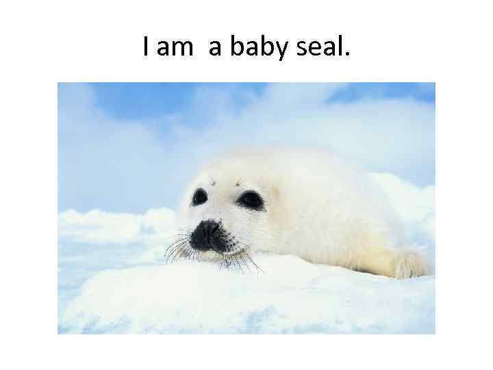 I am a baby seal. 