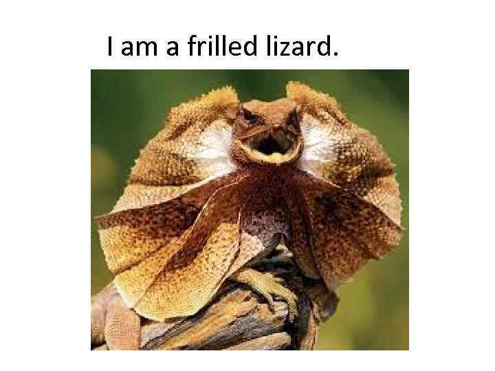 I am a frilled lizard. 