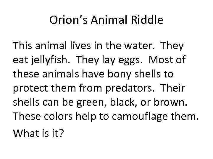 Orion’s Animal Riddle This animal lives in the water. They eat jellyfish. They lay