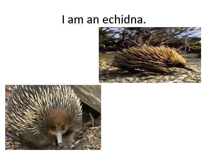 I am an echidna. 