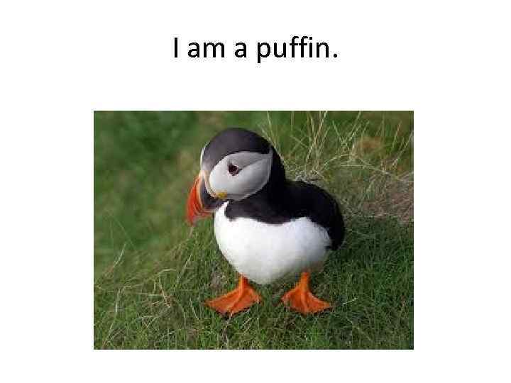 I am a puffin. 