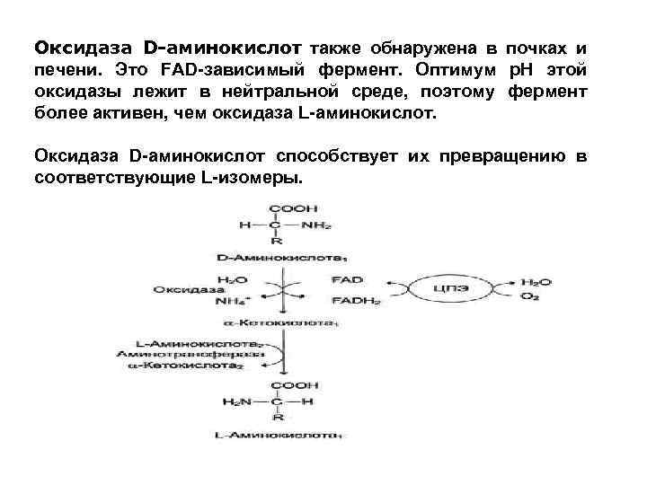 При расщеплении белков образуются аминокислоты. Оксидазы l и d аминокислот. Оксидаза d-аминокислот. Оксидаза l аминокислот реакция. Оксидаза l аминокислот и оксидаза d аминокислот.