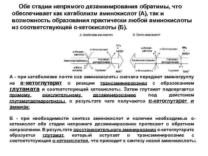 Обе стадии непрямого дезаминирования обратимы, что обеспечивает как катаболизм аминокислот (А), так и возможность