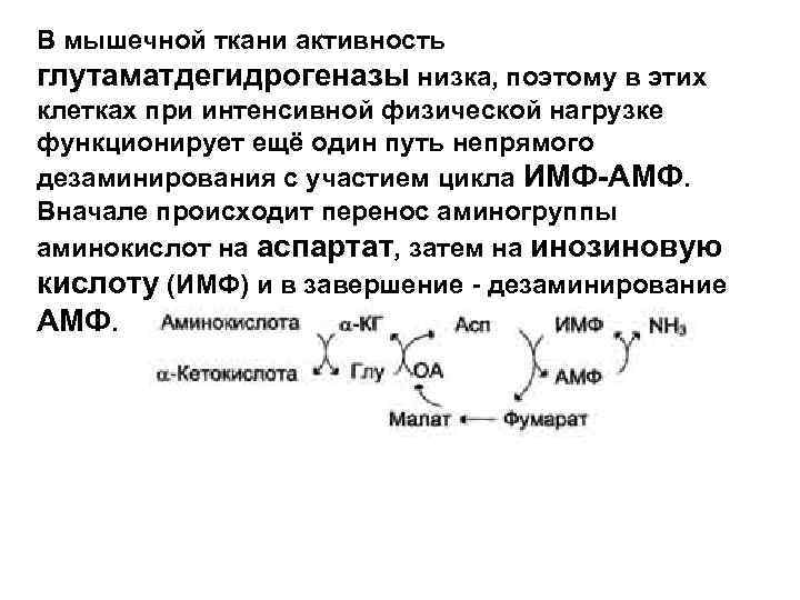 В мышечной ткани активность глутаматдегидрогеназы низка, поэтому в этих клетках при интенсивной физической нагрузке