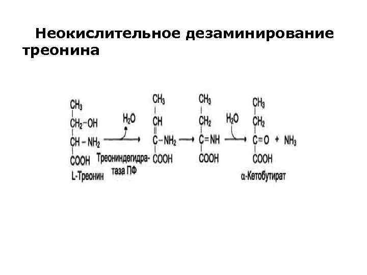 При гидролитическом дезаминировании альфа аминокислот образуется