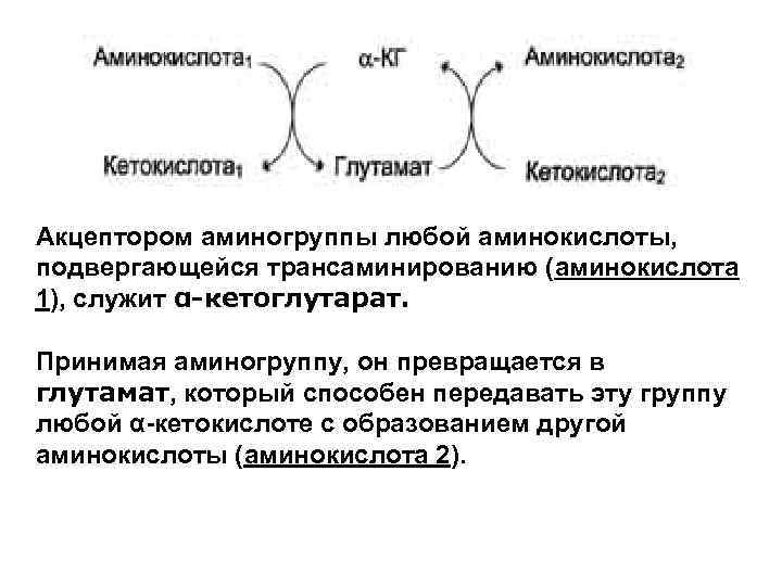 Акцептором аминогруппы любой аминокислоты, подвергающейся трансаминированию (аминокислота 1), служит α-кетоглутарат. Принимая аминогруппу, он превращается