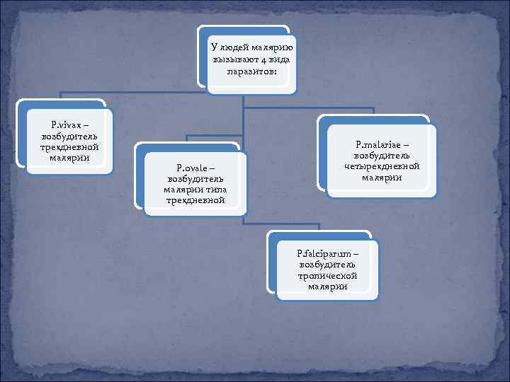 У людей малярию вызывают 4 вида паразитов: P. vivax – возбудитель трехдневной малярии P.