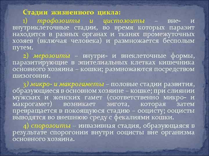 Стадии жизненного цикла: 1) трофозоиты и цистозоиты – вне- и внутриклеточные стадии, во время